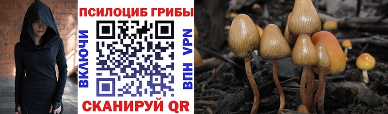 mega онион Данилов Галлюциногенные грибы Cubensis